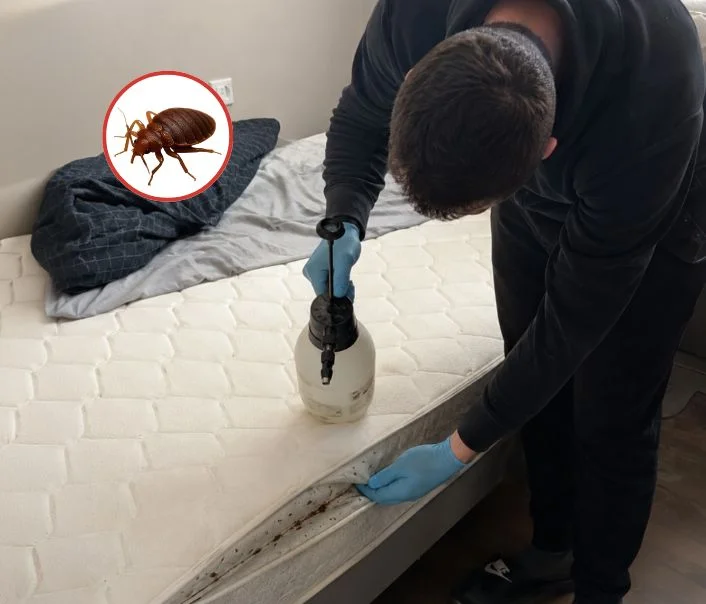 Technicien traitant un matelas contre les punaises de lit à Saint-Escobille